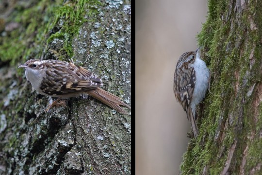 Gartenbaumläufer links und Waldbaumläufer rechts im Bild | © Dr. Christoph Moning/ Markus Gläßel