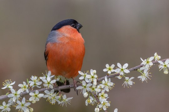 Gimpel auf Ast mit Blüten | © Frank Derer