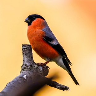 Gimpel auf einem Ast | © Werner Bieth