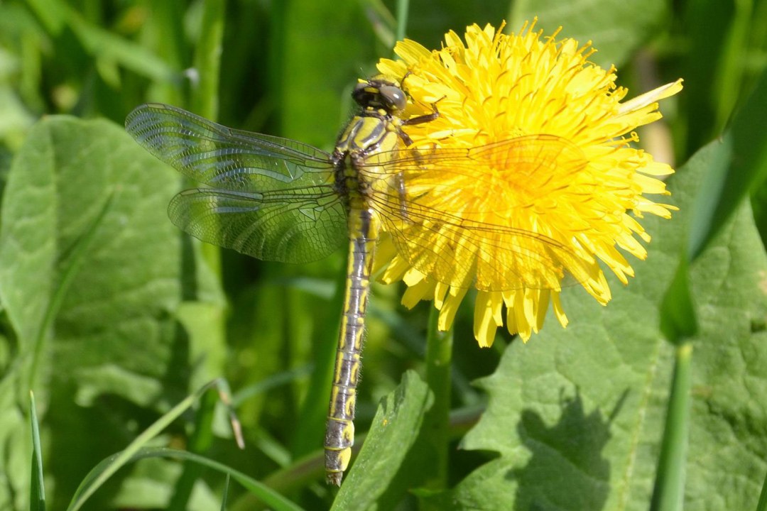 Frisch geschlüpfte grüne Keiljungfer auf einer gelben Löwenzahnblüte | © Dr. Andreas von Lindeiner