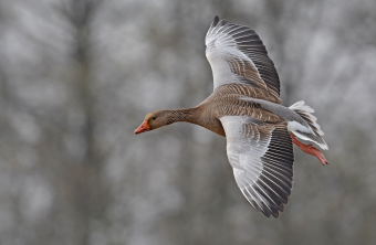 Graugans im Flug | © Herbert Henderkes