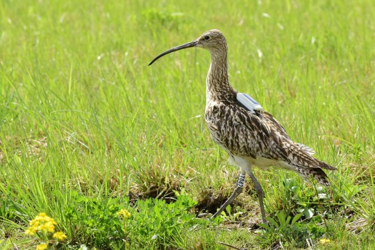 Großer Brachvogel steht in einer Wiese und hat einen GPS-Sender auf dem Rücken und einen weißen Ring mit der Nummer T042 am Bein | © Günther von Lossow