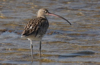 Großer Brachvogel steht im Wasser | © Dr. Christoph Moning