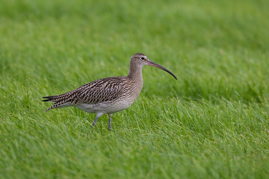 Großer Brachvogel in einer Wiese | © Frank Derer