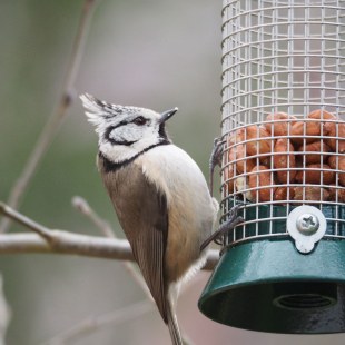 Haubenmeise an einer Futtersäule mit Erdnüssen | © Antje Geigenberger