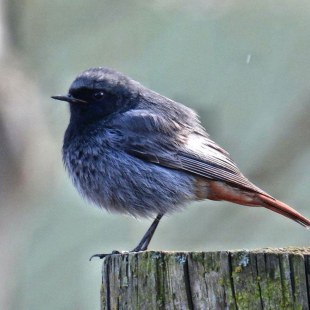 Hausrotschwanz steht im Profil auf einem Baumstamm | © Daniela Hierl