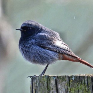 Hausrotschwanz steht im Profil auf einem Baumstamm | © Daniela Hierl