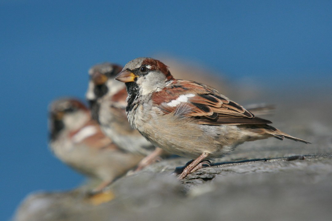 Haussperling sitzt auf einem Stein | © Christoph Moning