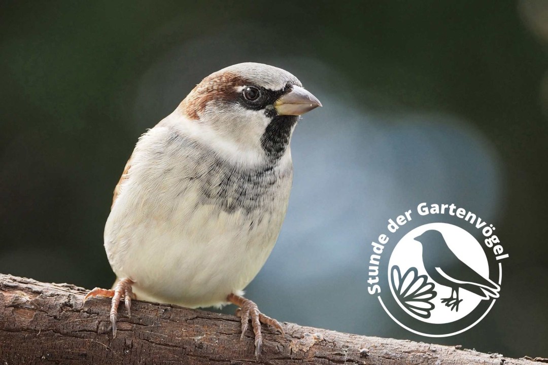 Haussperling | © Reinhold Liebert