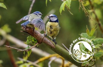 Junge Blaumeise wird von Altvogel gefüttert | © Angela Philipp