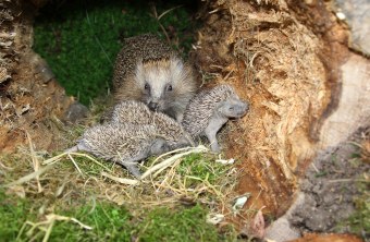 Igelfamilie | © Dieter-Hopf