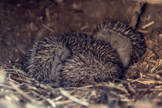 Blick ins Igelnest mit Igelbabies | © Nils Dinter