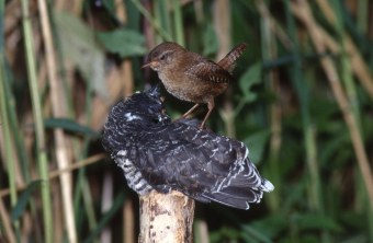 Kuckuck sitzt auf einem Stamm und wartet auf Futter, während ein Zaunkönig auf ihm sitzt | © H. Lutschak