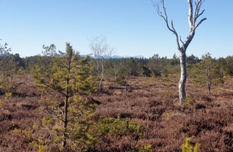 Königsdorfer Weidfilz | © S. Tappertzhofen