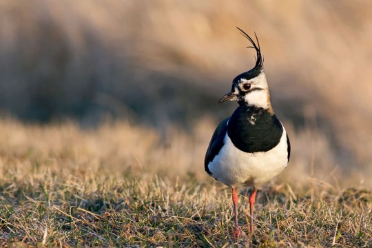 Kiebitz steht auf einem Feld, frontale Aufnahme | © Hans Clausen