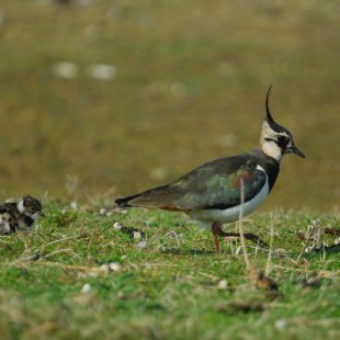 Kiebitz läuft auf einer Wiese, hinter ihm ein Kiebitz-Jungvogel | © Henning Werth