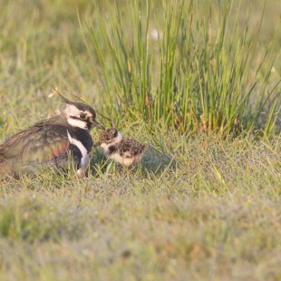 Kiebitz mit einem Jungvogel im Gras | © Gunther Zieger