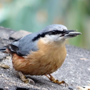 Kleiber mit einem Sonnenblumenkern im Schnabel | © Maria Bauer