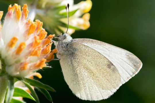 Ein Kleiner Kohlweißling, eine weiße Schmetterlingsart, sitzt an einer Blüte und trinkt | © Oliver Wittig