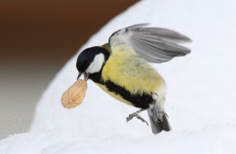 Kohlmeise beim Abflug mit ganzer Erdnuss im Schnabel | © Mark Kumke