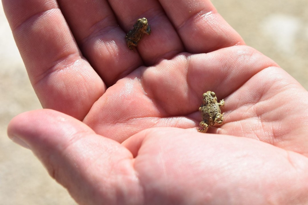 Kreuzkröten bei Bärnreuther | © LBV