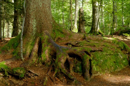 Bayerischer Wald | © Dr. Pfeuffer