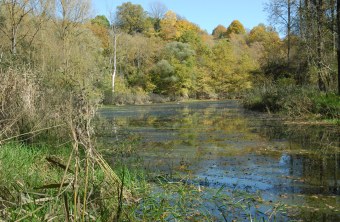 Donauauen | © Dr. Pfeuffer