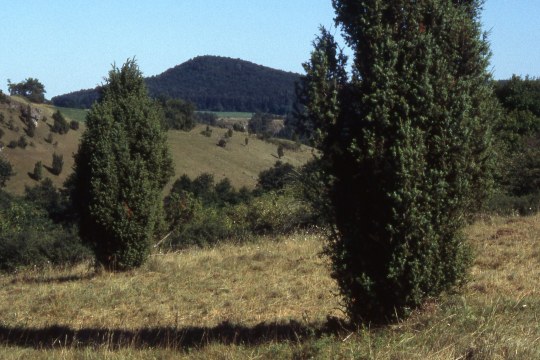 Magerrasen mit Wacholder im Tal der Schwarzen Laber | © Natascha Neuhaus