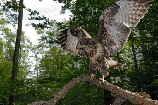 Mäusebussard breitet seine Flügel für den Abflug aus | © Thomas Stephan