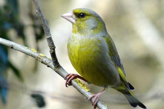 Grünfink auf einem mit Frost besetztem Ast | © Roland Bönisch