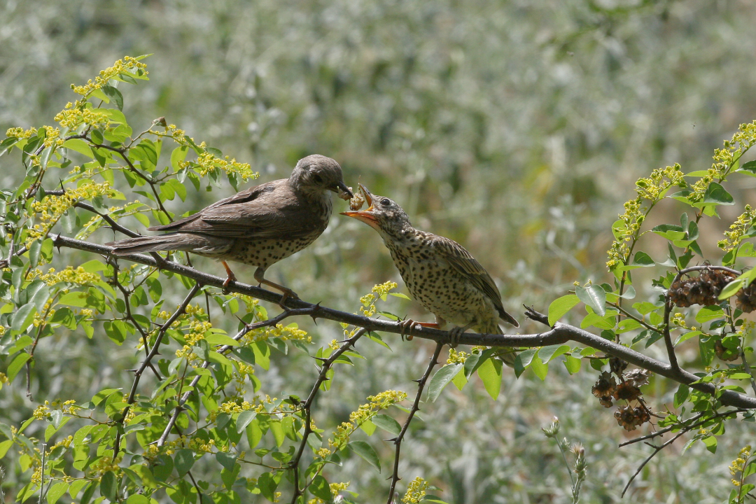 Misteldrossel füttert Jungvogel mit Insekten auf einem grünen Zweig | © Zdenek Tunka