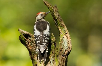 Mittelspecht | © Rosl Rößner