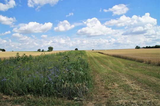 Jagdfläche für die Wiesenweihe bestehend aus einem Blüh- und Luzernestreifen |© H. Witzmann