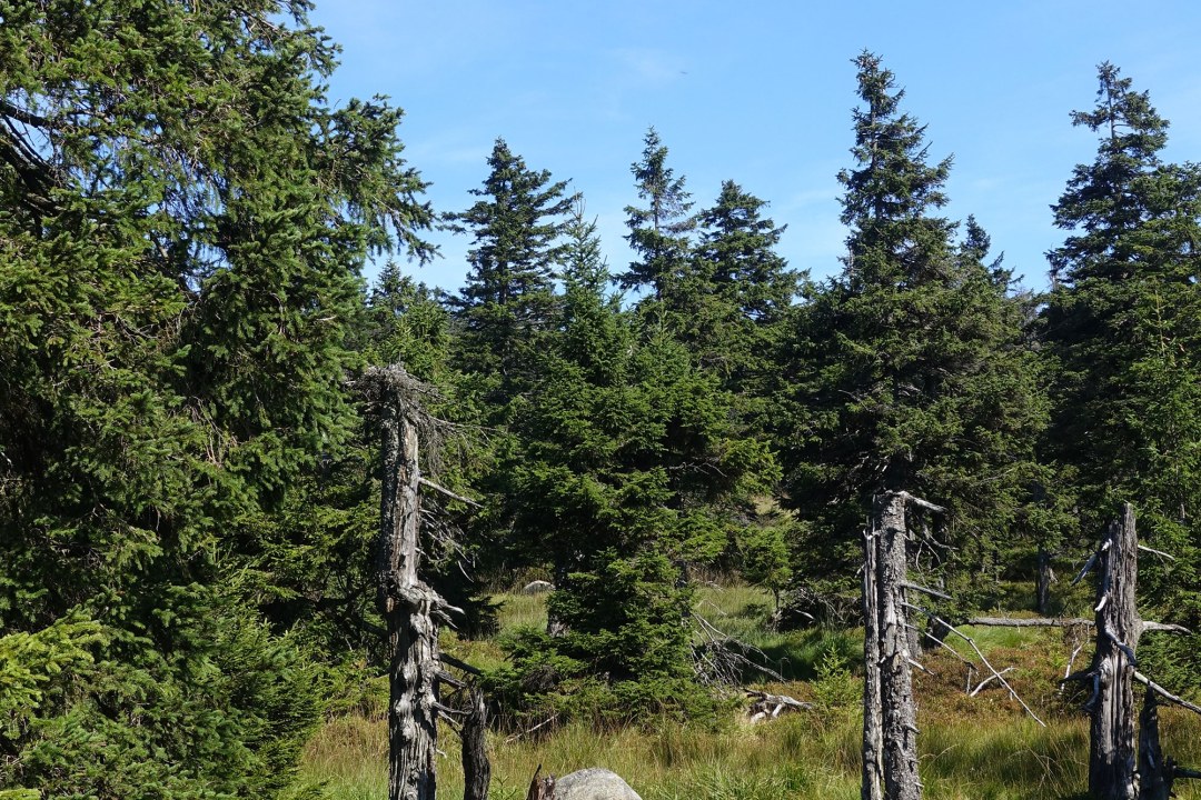 Natürlicher Fichtenwald | © Bernd Raab