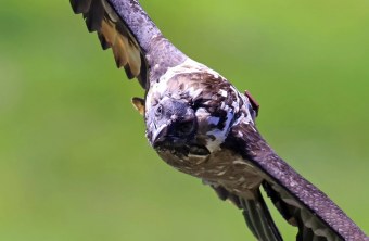 Bartgeier Nepomuk | © Markus Leitner