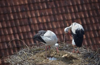 Zwei Weißstörche mit sechs Eiern im Storchen-Horst am Pfarrhaus Gerhardshofen | © H. Seefried