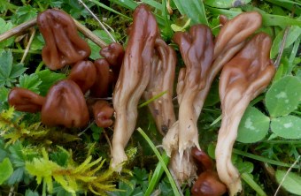 Olivbraune Stielzungen wachsen im Grünen | © Rudi Markones