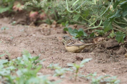 Ortolan am Boden auf der Suche nach Nahrung. Ortolane fressen vor allem Insekten, Raupen, Samen und Keimlinge. | © Hans-Joachim Fünfstück
