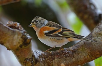 Bergfink | © Günther Wollmann