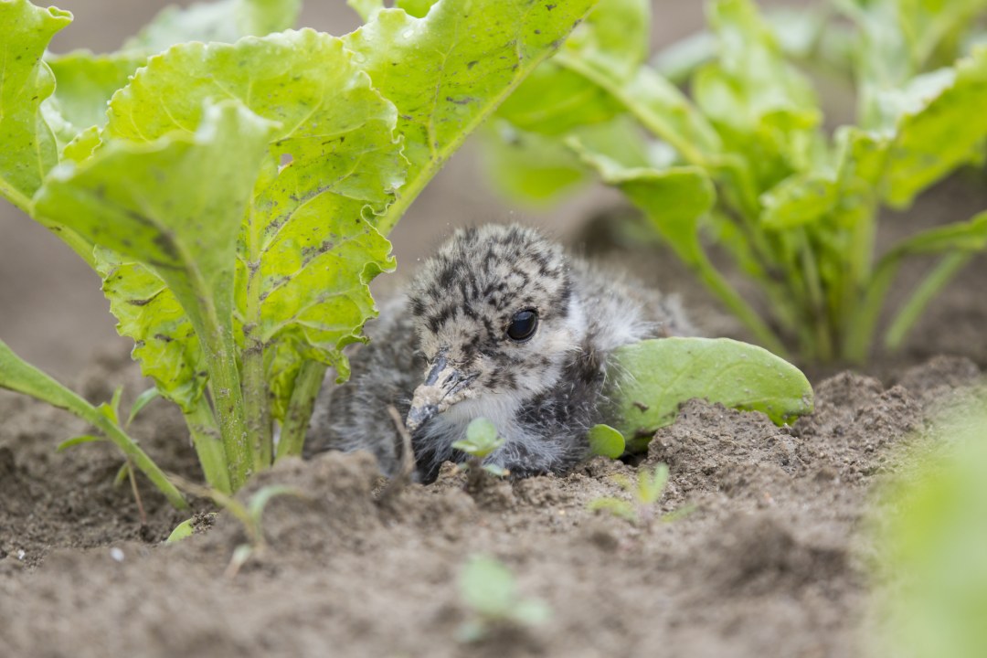 Kiebitzküken | © Ralph Sturm