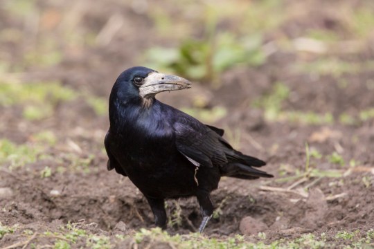 Saatkrähe | ©Ralph Sturm