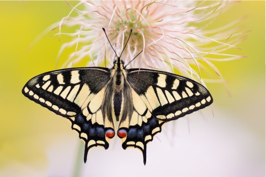 Schwalbenschwanz auf Gewöhnlicher Kuhschelle | © Erich Obster