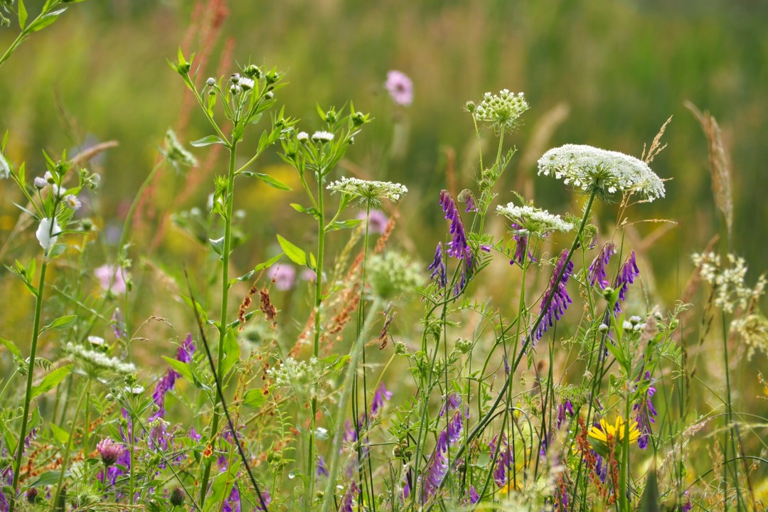 Artenreiche Wiese | © Franziska Wenger