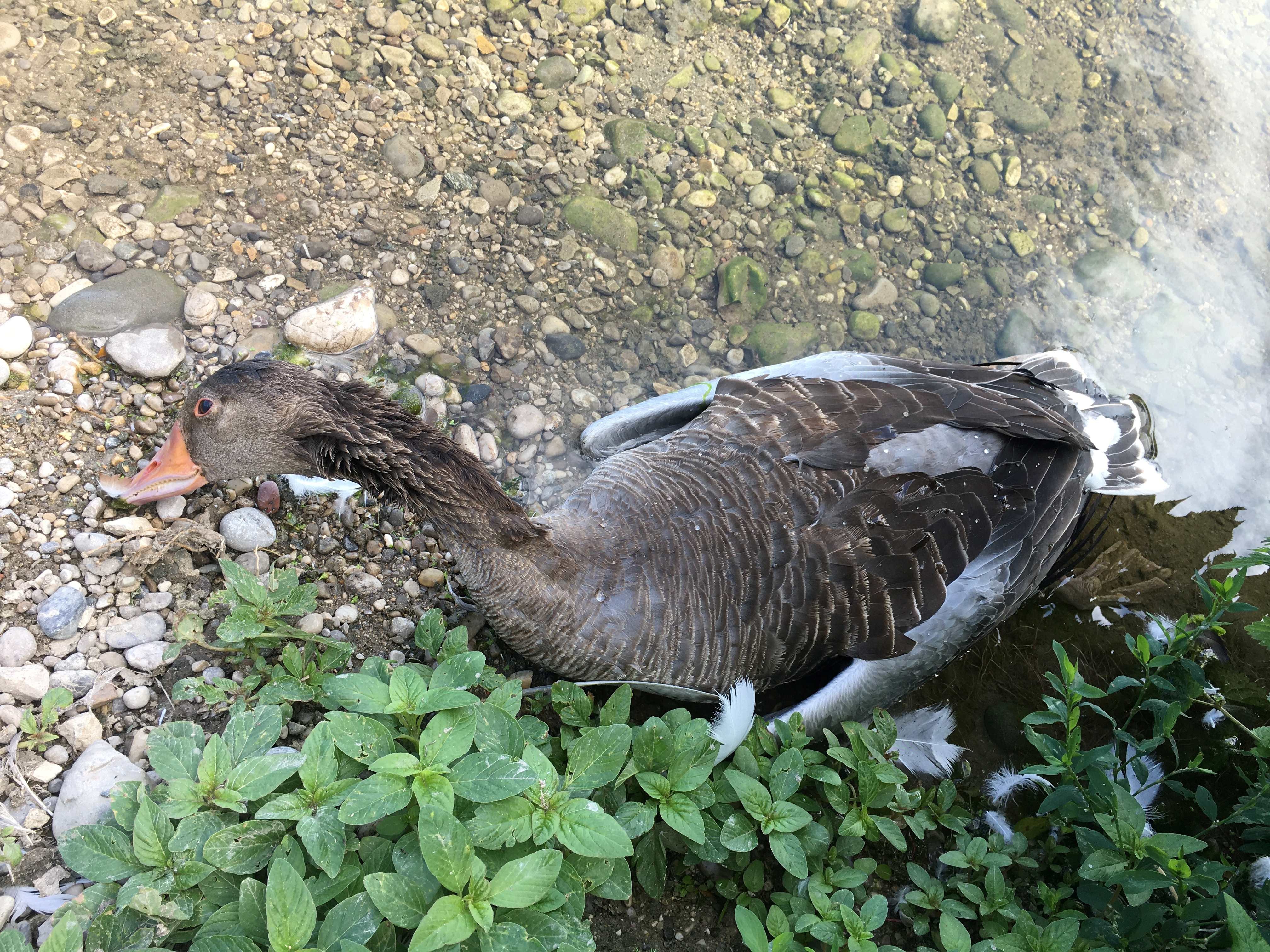 Tote Graugans | © Karin Haas