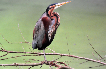 Purpurreiher auf Ast | © Andreas Hartl