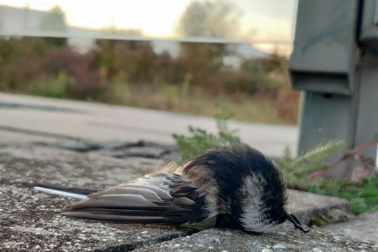 Tote Schwanzmeise vor einem Bushäuschen | ©  Rebecca Müller