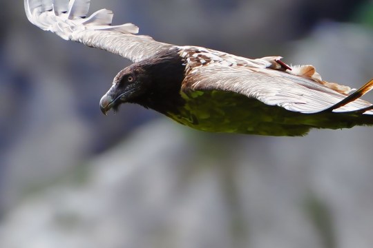 Recka |© Christian Steiger