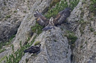 Recka ist mit ausgebreiteten Schwingen gelandet, darunter sitzt Dagmar auf einem Felsvorsprung | © Markus Leitner
