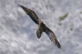 Recka fliegt eine Kurve, sie erstreckt sich diagonal über das Bild | © Markus Leitner
