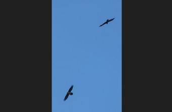 Recka und ihr mutmaßlicher Partner  |© Michael Lang